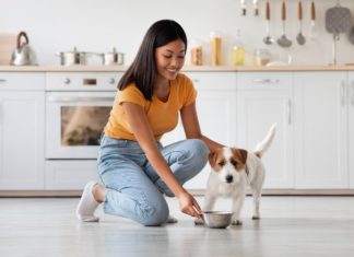 Is Honey Safe For Dogs?